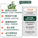 Simulated green plants, high-end light luxury indoor landscaping, landscape combination decoration ornaments, balcony advanced bionic plant potted plants