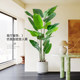 Light luxury simulated traveler banana floor-standing potted plant in the living room
