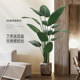 Quality selection of high-end light luxury simulated green plant traveler banana