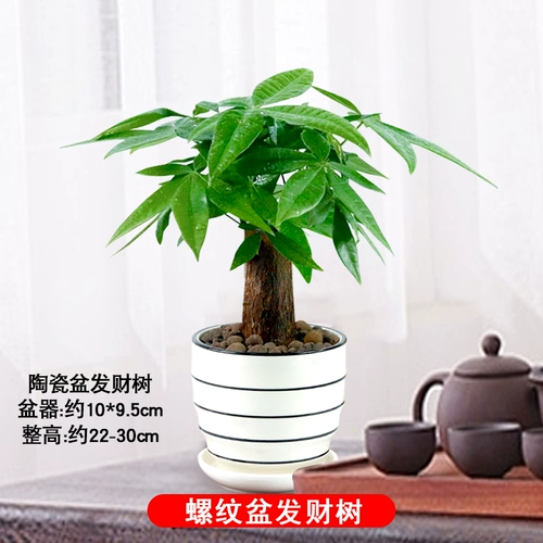 Фортуна деревья горшечные растения.