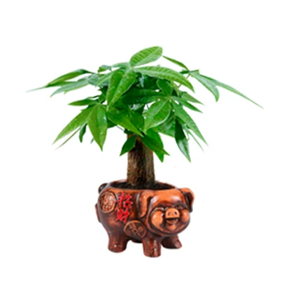 Фортуна деревья горшечные растения.