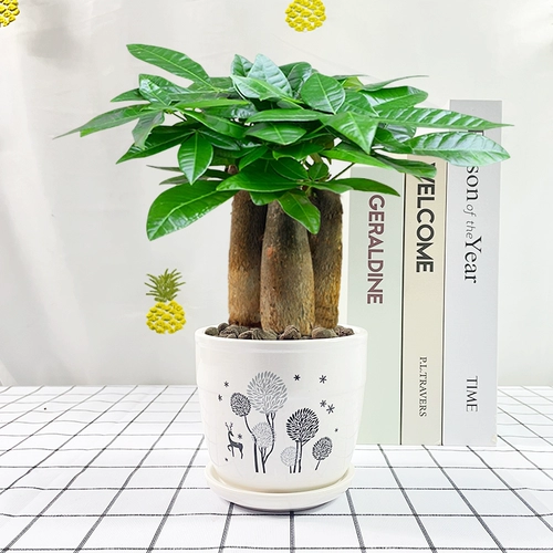 Фортуна деревья горшечные растения.