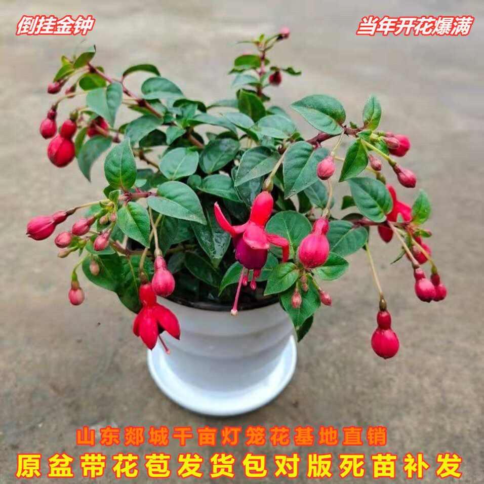 宝莲灯盆栽 新人首单立减十元 21年9月 淘宝海外