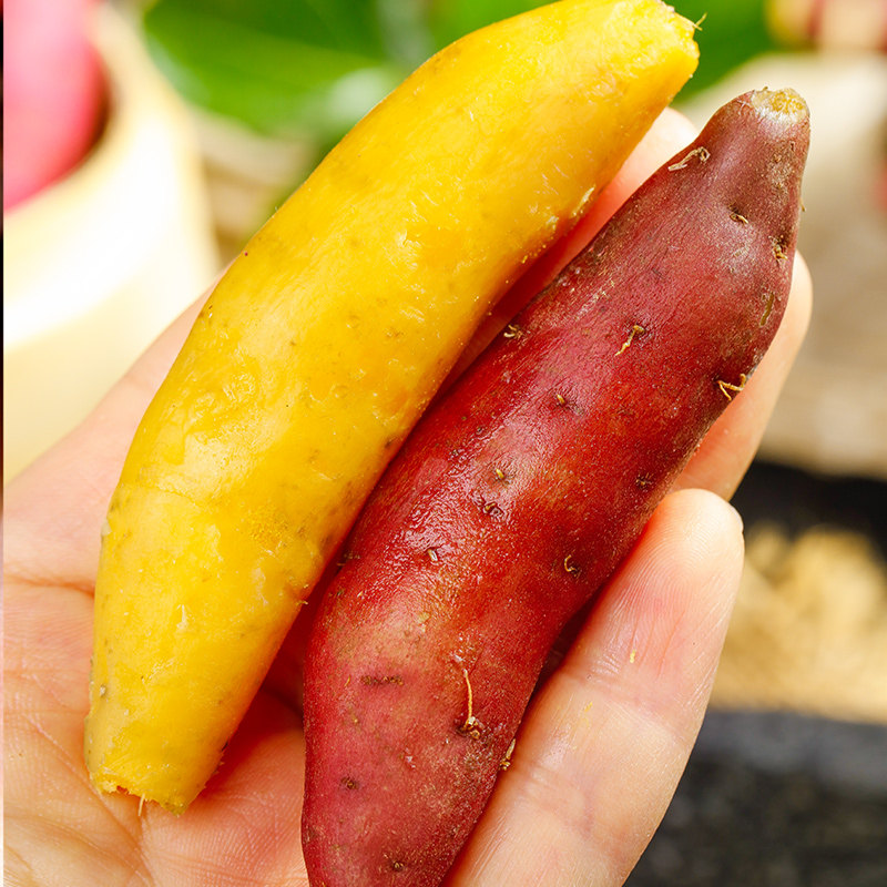 正宗天目山小香薯临安黄心板栗红薯 聚小二番薯