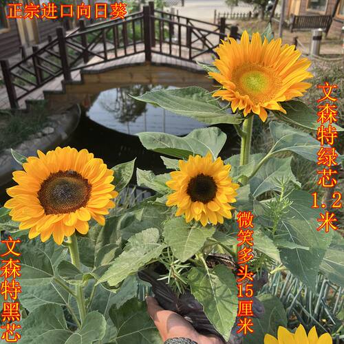 进口向日葵种孑矮生迷你室内外阳台四季开花种子观赏盆栽花卉种籽 - 图2