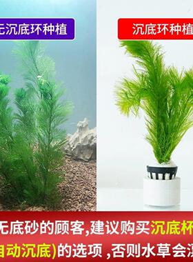 鱼缸水草活造景绿菊阴性蜈蚣草