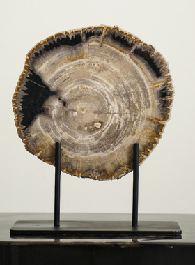 树化石切片摆件随形椭圆摆件装饰 木化石干泡台摆饰造景盆栽底座