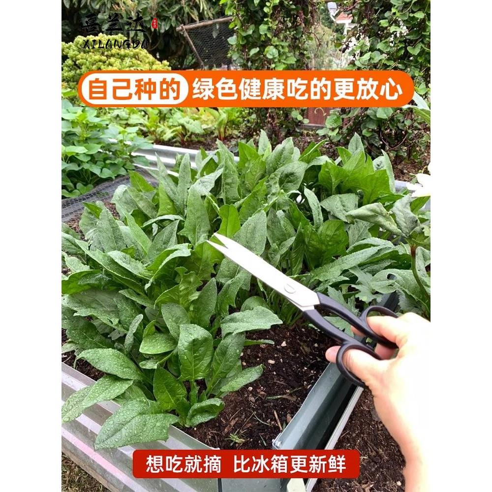 耐热菠菜籽种子大叶菠菜夏季高产四季播种盆栽种植蔬菜苗种孑大全 - 图2