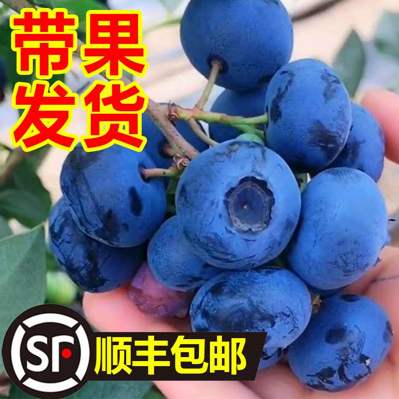 蓝莓树果苗蓝莓苗盆栽地栽果苗带大果南北方种植苗兔眼绿宝石果树 - 图0