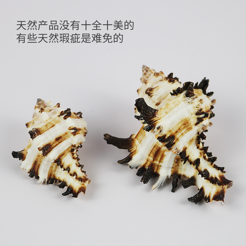 海螺贝壳卷贝鱼备用壳寄居蟹替换壳专用壳鱼缸造景水族箱装饰,淘宝优惠券,粉丝福利购,淘宝优惠卷