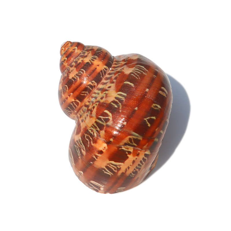 海螺贝壳卷贝鱼备用壳寄居蟹替换壳专用壳鱼缸造景水族箱装饰,淘宝优惠券,粉丝福利购,淘宝优惠卷