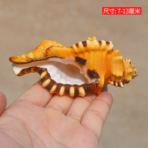 热卖天然海螺贝壳象鼻螺虎头螺标本螺收藏水族鱼缸家居装饰珊瑚 - 图1