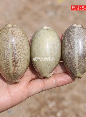 螺贝艺藻化花枕宝螺天然海螺贝壳