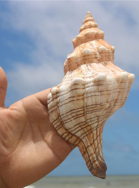 天然贝壳大海螺壳天然鱼缸装饰品水族箱造景寄居蟹有声音的海螺壳