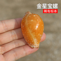 Natural Marine Snail Shells Rare Gold Venus Treasure Snail Fish Tank Water Group View Decoration Mediterranean Home Collection Specimen Snail