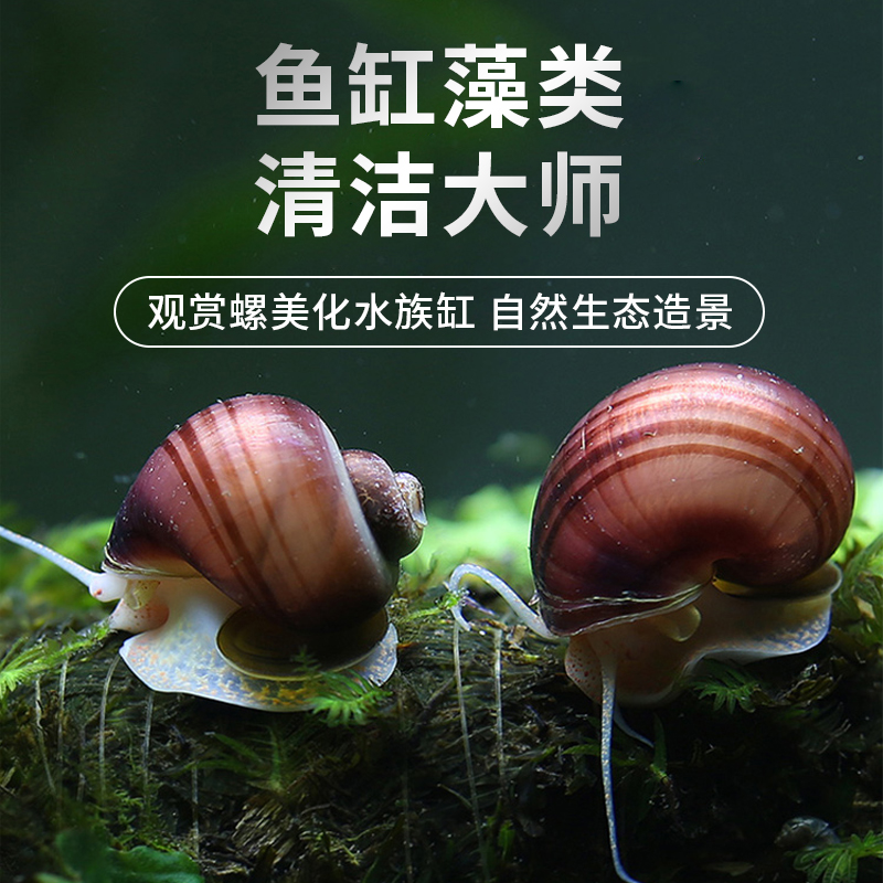 观赏螺淡水苹果螺鱼缸除藻工具吃藻清缸清理大号蜗牛小宠物黄金螺 - 图0