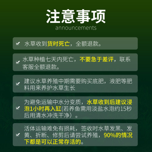 水榕水草沉木懒人活体真草植物大叶九冠鱼缸阴性大叶榕迷你榕造景-图3