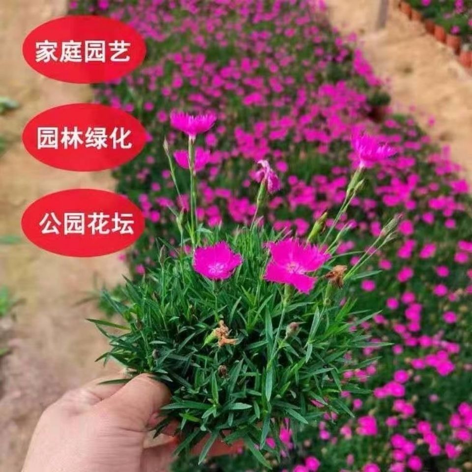 欧石竹花苗初吻四季开花草坪庭院盆栽绿化耐寒耐旱宿根粉贝多年生-图1