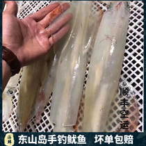 East Mountain Island Seafood Hand Fishing Rocket Squid Fresh sashimi squid overdraft sea fishing extra-large tube gun squid squid five catfish