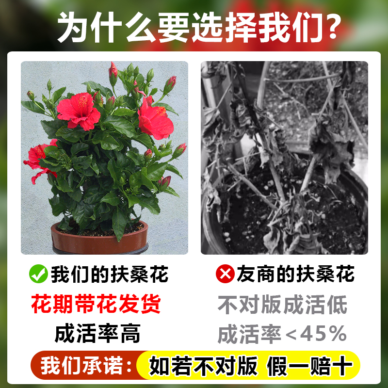 扶桑花盆栽重瓣进口朱槿木槿树苗大红花室内客厅阳台四季花卉植物 - 图0