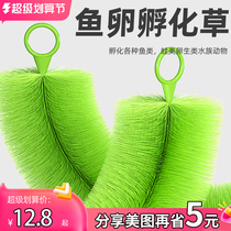 Fish Eggs Hatching Grass Brocade Carp Spawning Brush Fish Nest Egg brushing Grass Golden Fish Spawning Grass Breeding Grass Hatching Brush