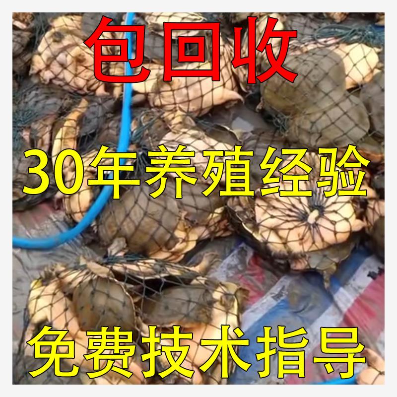 甲鱼活苗外塘养殖中华鳖鱼乌龟王八团鱼水鱼苗龙鱼饲料小老鳖苗 - 图3