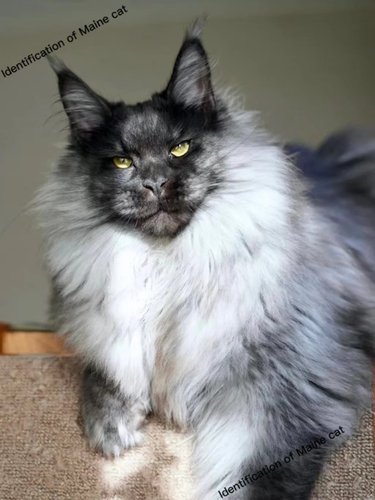 【缅因猫鉴定】缅因猫品种品相鉴定估价俄系美系烟灰凯米尔银虎斑 - 图3