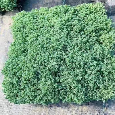 薄雪万年草耐干旱多年生草本植物常青屋顶庭院花园中华景天多肉 - 图2