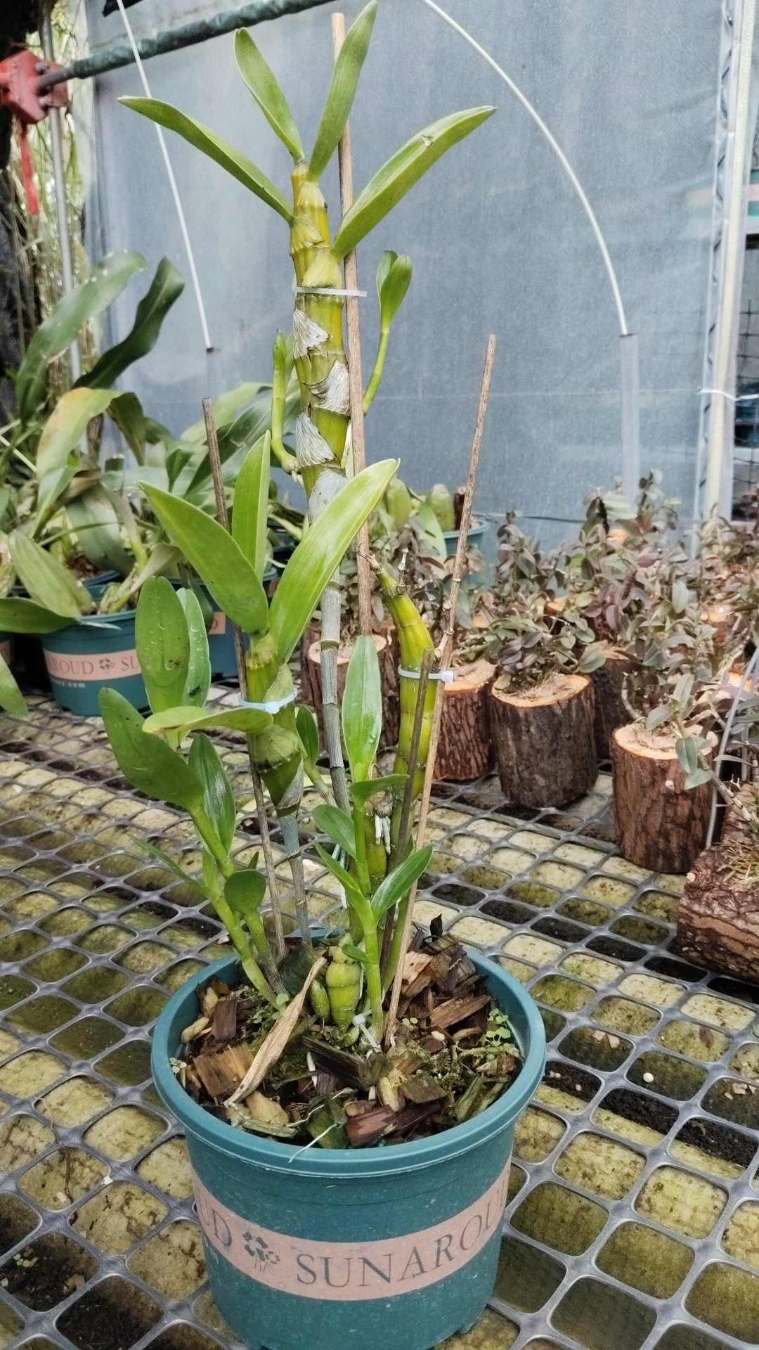 Dendrobium signatum Rchb. f.斑眼黄喉石斛一盆,淘宝优惠券,粉丝福利购,淘宝优惠卷