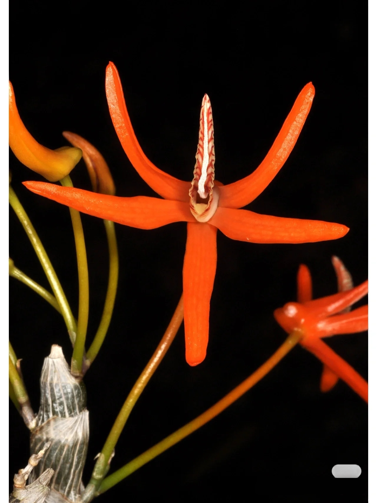 辣妹龙眼石斛Dendrobium lamyaiae G.Seidenfaden - 图0