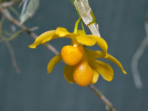 杓唇扁石斛勐腊石斛E.C.Parish & Rchb.f. ex Hook一盆5苗左右 - 图0