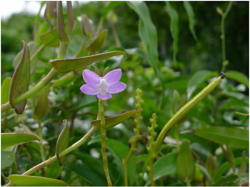 菲律宾抱茎白点兰Thrixspermum Rchb 一板3-5苗 - 图0