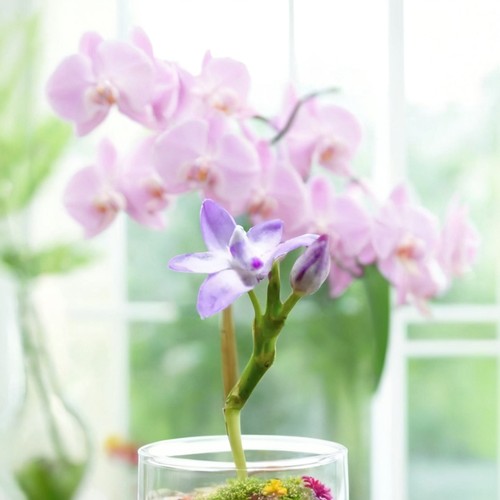 菲律宾抱茎白点兰Thrixspermum Rchb 一板3-5苗 - 图2