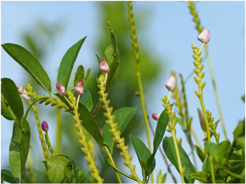 菲律宾抱茎白点兰Thrixspermum Rchb 一板3-5苗 - 图1