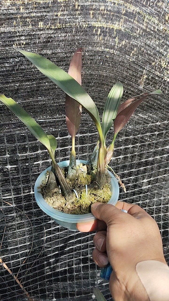 越南长臂卷瓣兰Bulbophyllum purpureifoliumlongibrachiatum,淘宝优惠券,粉丝福利购,淘宝优惠卷
