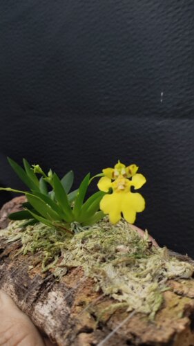 南美扇叶文心兰Erycina pusilla (L.) N.H.Williams & M.W.Chase - 图1