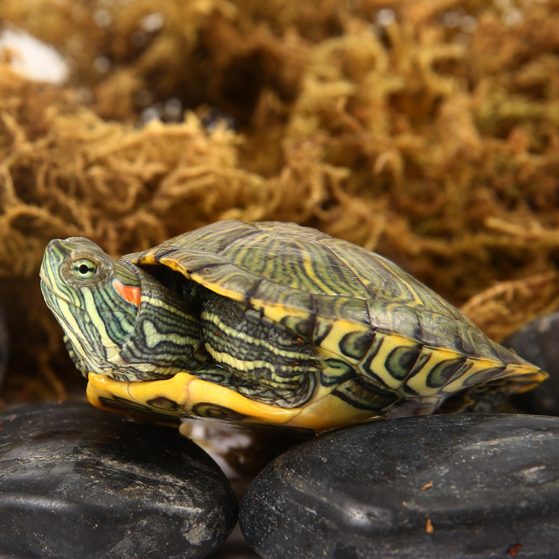 乌龟活物巴西龟小乌龟活物一对可观赏龟情侣深水龟活体好养宠物龟,淘宝优惠券,粉丝福利购,淘宝优惠卷