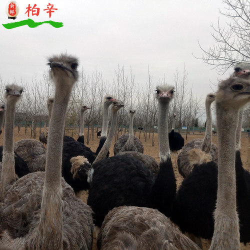 端午节日送礼顺丰包邮新鲜可食用鸵鸟蛋巨大号蛋现捡现发高端食材 - 图3