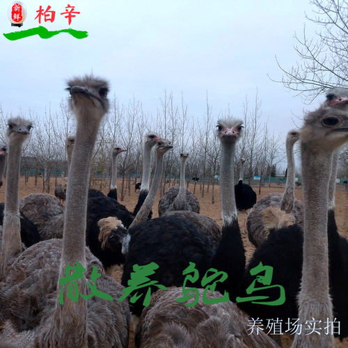 2个装 新鲜鸵鸟掌现杀肉批发散养鸵鸟脚爪子巨型大凤爪子顺丰包邮 - 图2