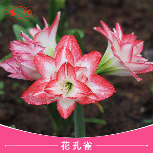 圣茵朱顶红种球 花孔雀  根花卉种植盆栽好养活 - 图3