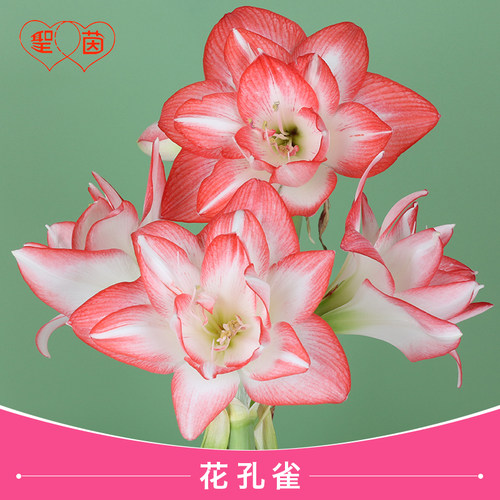 圣茵朱顶红种球 花孔雀  根花卉种植盆栽好养活 - 图1