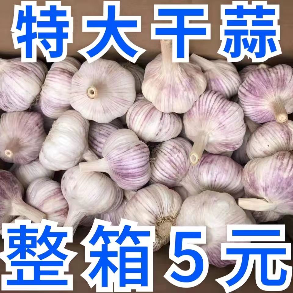 【超低价】新干大蒜头5斤农家蔬菜干蒜头山东金乡干蒜紫白皮整箱 - 图3