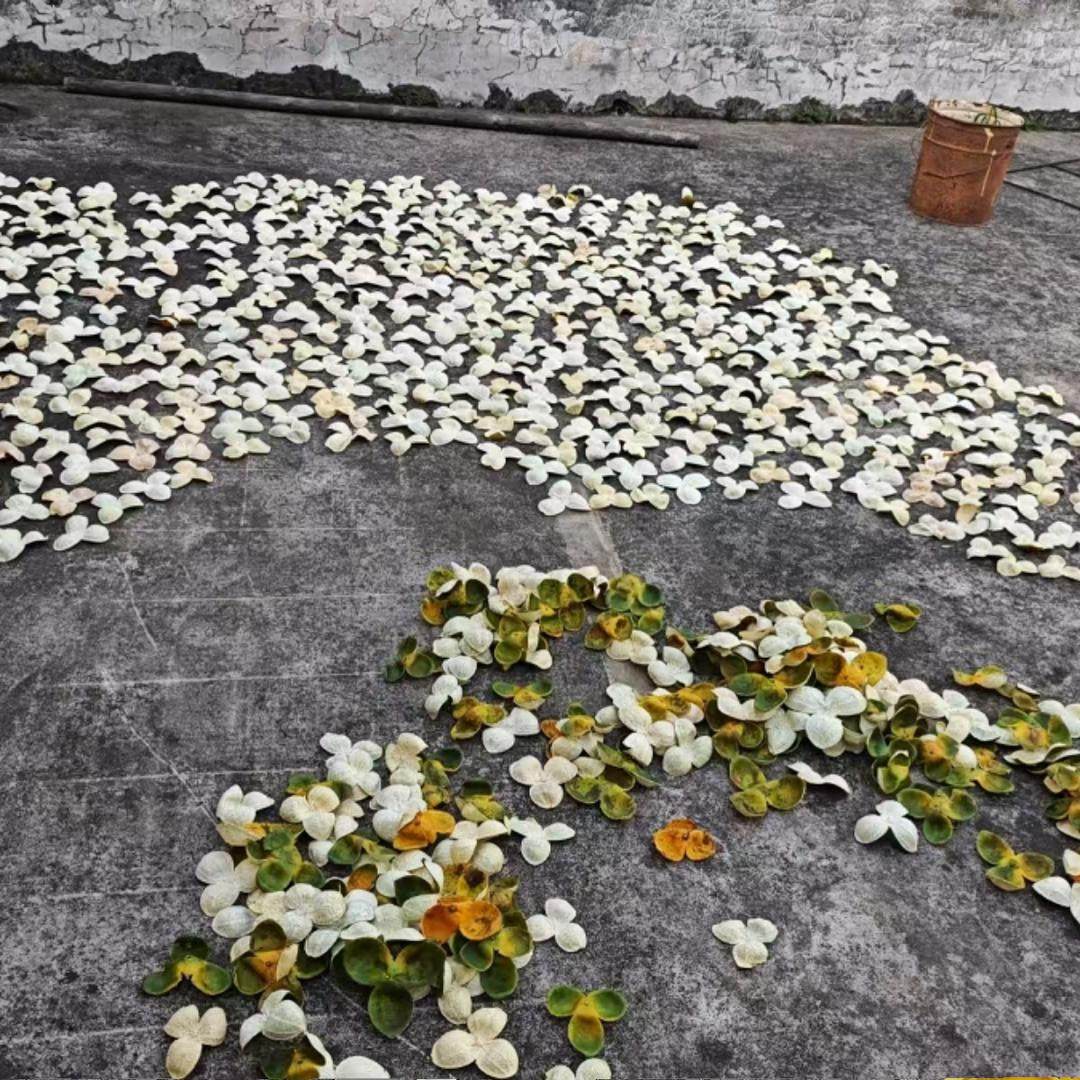 正宗新会陈皮24年原枝大红皮二红皮农户自种自摘自晒自存产地新会,淘宝优惠券,粉丝福利购,淘宝优惠卷