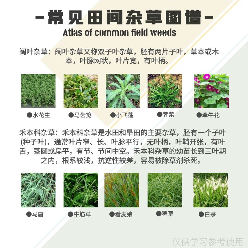 绿霸龙达 41%草甘膦草甘磷灭生性除果园荒地死根烂根除草剂农药-图2