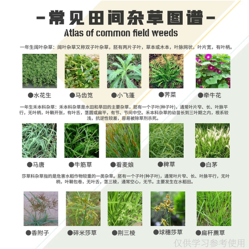 功马刀20%敌草快 荒地不伤土壤一年生杂草灭草剂非耕地农药除草剂 - 图2