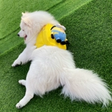 Self -Endbage Net Bet Pet Dog Self -Endbag