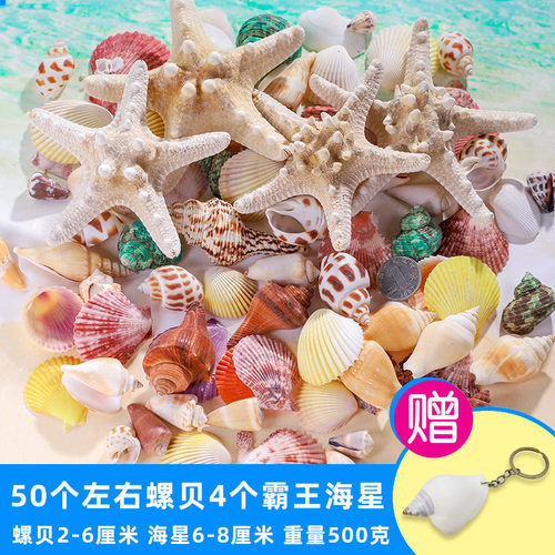 天然贝壳鱼缸造景小海螺壳手工装饰画标本卷贝鱼寄居蟹工艺品海星 - 图2