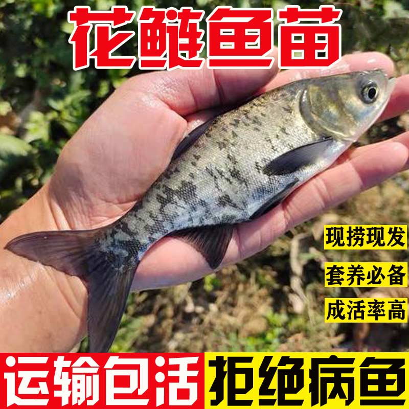 花鲢鱼苗淡水养殖食用大头鱼苗鲢鳙胖头鱼鲜活冷水鱼大头雄鱼鱼苗 - 图0