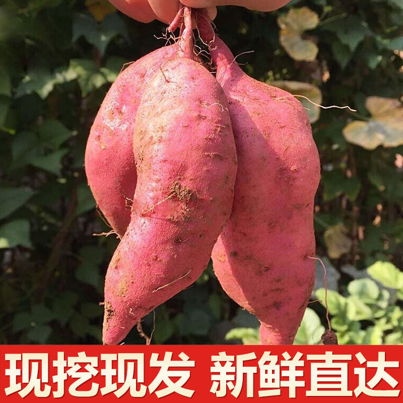 白心新鲜农家自种沙地地瓜10斤板栗 刘老喜番薯