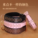 Анти -нямно -собачья воротнич